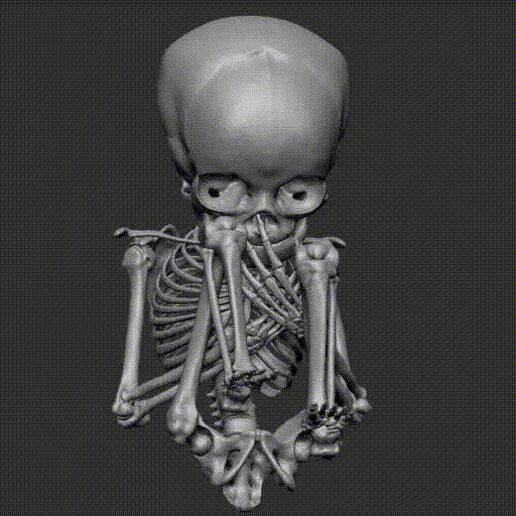 Turntable-1.gif Fetus infant skeleton
