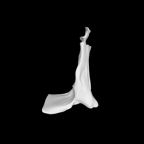 🦴Anatomically Human Palatine Bone – 3D Printable Skull Anatomy Model - Dr Brkyth