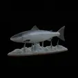 salmo-salar-1.gif Atlantic salmon / salmo salar / losos obecný fish underwater statue detailed texture for 3d printing