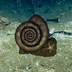 Fossil-Ammonite-with-Star.gif STL-Datei Fossiler Ammonit mit Seestern・Modell für 3D-Drucker zum Herunterladen