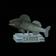 zander-open-mouth-tocenej.gif fish zander / pikeperch / Sander lucioperca trophy statue detailed texture for 3d printing