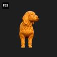 110-Basset_Fauve_de_Bretagne_Pose_02.gif Basset Fauve de Bretagne Dog 3D Print Model Pose 02