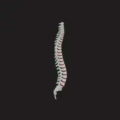 Untitled-design.gif FULL HUMAN SPINE WITH DISK SEGMENTED