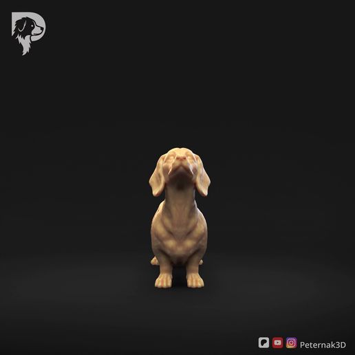 Dachshund-Miniature-Smooth-Haired-Pose-02.mp4 Teckel miniature à poil lisse Pose 02