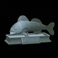 zander-statue-4-mouth-open-3.gif fish zander / pikeperch / Sander lucioperca open mouth statue detailed texture for 3d printing