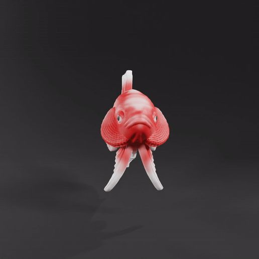 ezgif-1-a2e4e51b2b.gif Betta Fish V3 - Ready For 3D Printing