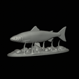salmo-salar-1-2.gif Atlantic salmon / salmo salar / losos obecný fish underwater statue detailed texture for 3d printing