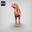 gif.gif bactrian camel pose 03