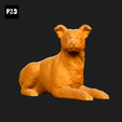 519-Collie_Smooth_Pose_09.gif Collie Smooth Dog 3D Print Model Pose 09