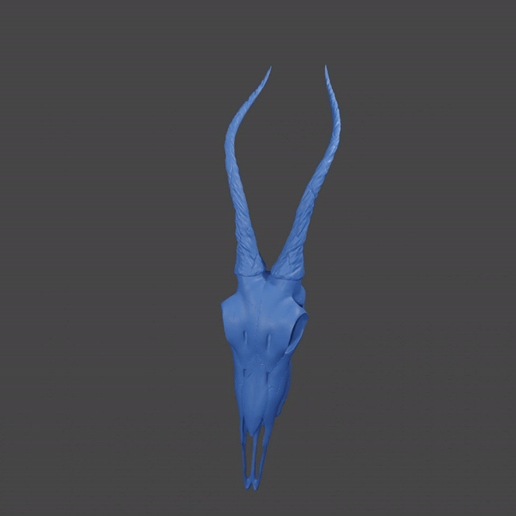ezgif.com-video-to-gif-converter-14.gif Antelope skull with horns