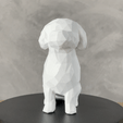 20240429161330.gif Poodle Low Poly