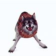 tinywow_red_31645160.gif WOLF DOG WOLF - DOWNLOAD WOLF 3d Model - ANIMATED for blender-fbx-unity-maya-unreal-c4d-3ds max - 3D printing WOLF DOG WOLF WOLF