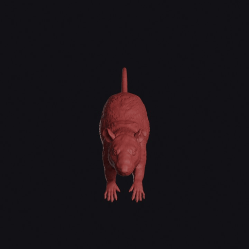Jumping Brown Rat