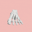 12.gif SKELETON OF THE LEFT FOOT 3d SEGMENTED MODEL