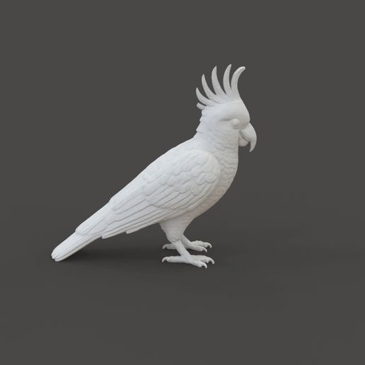 Parrot-Cacadu.gif Cacatúa loro