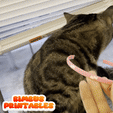 Untitled-video-Made-with-Clipchamp-24.gif Jeff El Tiburón de Tierra Collar Flexible🦈😺