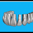 Gif-Maxila.gif Teeth Upper Jaw - Exocad - Robtoly-Unique