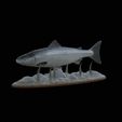 salmo-salar-1.gif Atlantic salmon / salmo salar / losos obecný fish underwater statue detailed texture for 3d printing