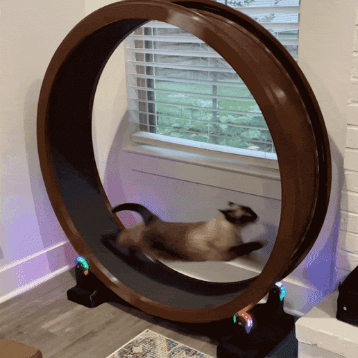 RP_Run.gif 3D file Cat Exercise Wheel・3D printing idea to download, greanbeanz