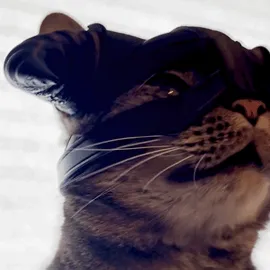 Untitled-video-Made-with-Clipchamp-35.gif Casque Dragon Born Iron Cat