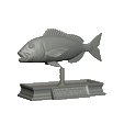 Dentex-mouth-statue-6.gif fish Common dentex / dentex dentex open mouth statue detailed texture for 3d printing