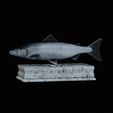 Salmon-fish-statue-box.gif fish sculpture of a Atlantic salmon / salmo salar with storage space / for 3d printing
