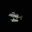 render.gif zander / pikeperch / Sander lucioperca fish in motion trophy statue detailed texture for 3d printing