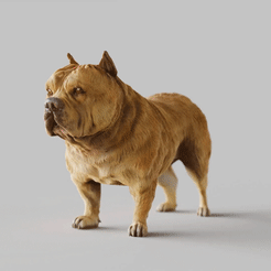 American-Bulldog.gif Fichier STL Bulldog américain - FORMAT DE COULEUR STL & VRML - RACE DE CHIEN - POSE ASSISE - MODÈLE POUR IMPRESSION 3D・Modèle pour impression 3D à télécharger