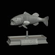 Bass-mouth-2-statue-4-3.gif fish Largemouth Bass / Micropterus salmoides in motion open mouth statue detailed texture for 3d printing