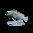 White-grouper-open-mouth-1-2.gif fish white grouper / Epinephelus aeneus trophy statue detailed texture for 3d printing