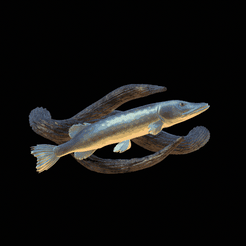pike-high-quality-1.gif STL file big old pike underwater statue on the wall detailed texture for 3d printing・3D printable model to download