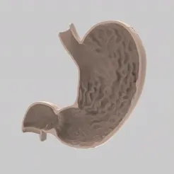 Stomach.gif Archivo STL Estómago Humano - Corte Longitudinal・Objeto imprimible en 3D para descargar