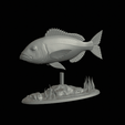 Dentex-statue-1-3.gif fish Common dentex / dentex dentex statue underwater detailed texture for 3d printing