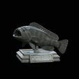 White-grouper-open-mouth-1.gif fish white grouper / Epinephelus aeneus trophy statue detailed texture for 3d printing