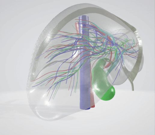 LIVER,-abdominal,-abdomen,-spleen,-pancreas,-pancreatic,-biliary,-hepatic,-artery,-vein,-portal-vein.gif 6 PIÈCES Modèle 3D réaliste du foie humain - avec système biliaire, veines portales, veines et artères hépatiques, ligaments du foie