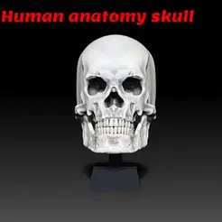 Skull.gif Fichier STL Tête humaine - Outil de référence pour crâne d'anatomie・Objet pour imprimante 3D à télécharger