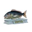 Dentex-mouth-statue-4.gif fish Common dentex / dentex dentex open mouth statue detailed texture for 3d printing