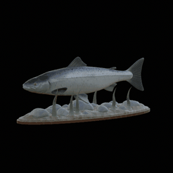 salmo-salar-1.gif Fichier STL Saumon de l'Atlantique / salmo salar / losos obecný poisson sous-marin statue texture détaillée pour impression 3d・Modèle à télécharger et à imprimer en 3D