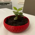 gif_succulente.gif Fat plant pot