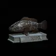Dusky-grouper.gif fish dusky grouper / Epinephelus marginatus statue detailed texture for 3d printing