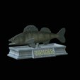 zander-statue-4-open-mouth-1.gif fish zander / pikeperch / Sander lucioperca  open mouth statue detailed texture for 3d printing