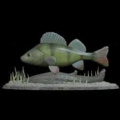 okoun-barvy.gif big perch underwater statue detailed texture for 3d printing