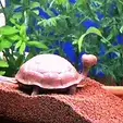 anigif1.gif turtle for aquarium