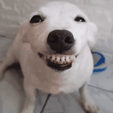 dog-smile-dog.gif Suporte Alexa Echo Dot 4a e 5a Geração Happy Dog