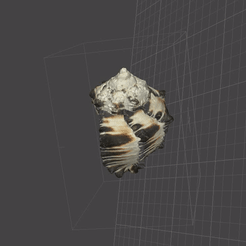 seashell-gif.gif STL-Datei Schwarze Murexmuschel Muschel 2021 - 3D-Scan herunterladen • 3D-druckbares Design, Shaeroden