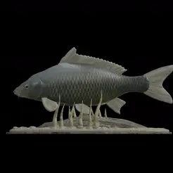 carp-podstavec-high-quality-1.gif big carp underwater statue detailed texture for 3d printing