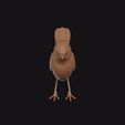 catbird.gif Catbird