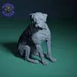 Rottweiler-sentado.gif Sitting Rottweiler Dog
