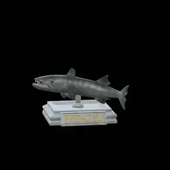 Barracuda-huba-trophy.gif fish great barracuda statue detailed texture for 3d printing