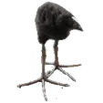 bird-pukeko.gif Pukeko (DAMN bird)